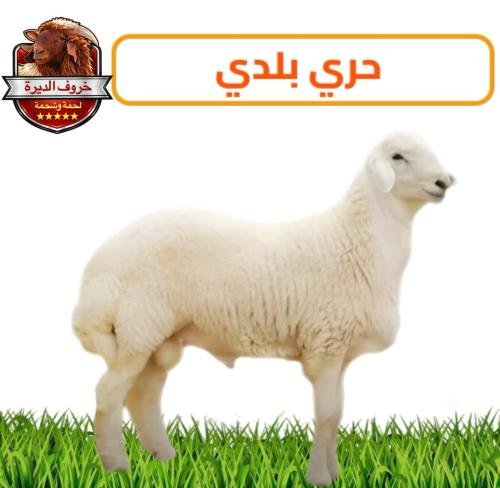 خروف حري بلدي جدع