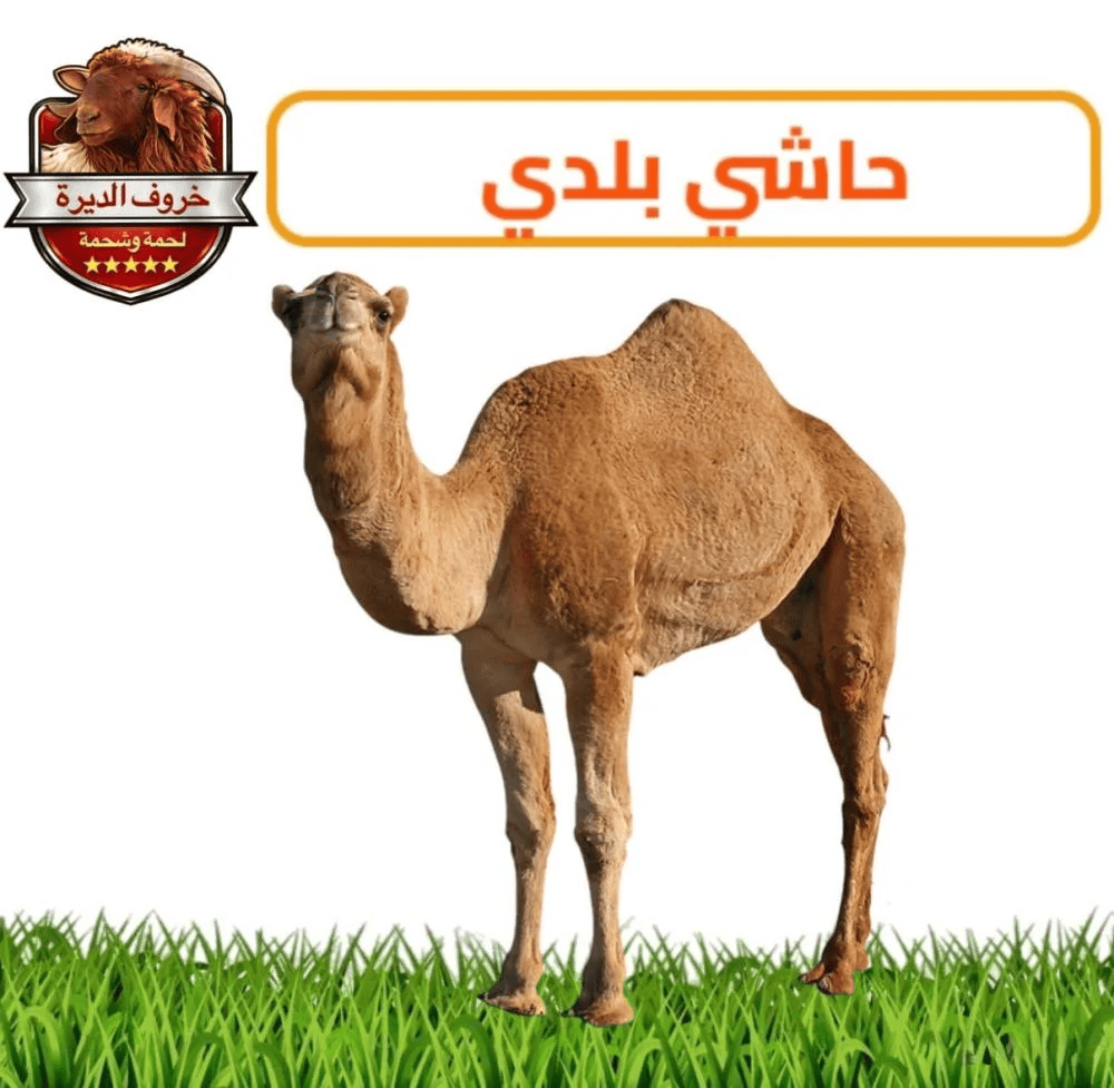 ربع حاشي بلدي