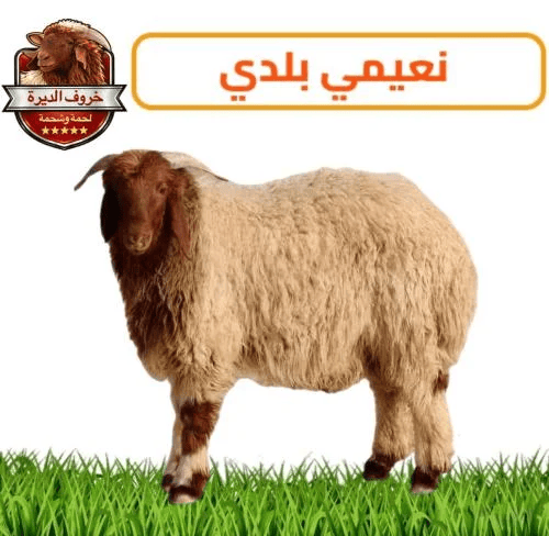خروف نعيمي بلدي جبر ناهي