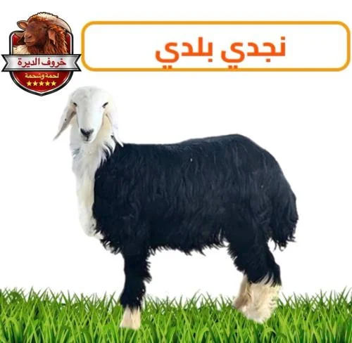 خروف نجدي بلدي جبر ناهي