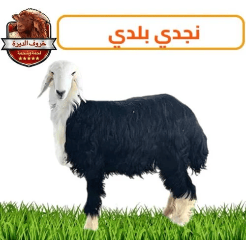 خروف نجدي بلدي صغير