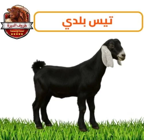 تيس بلدي عارضي طيب