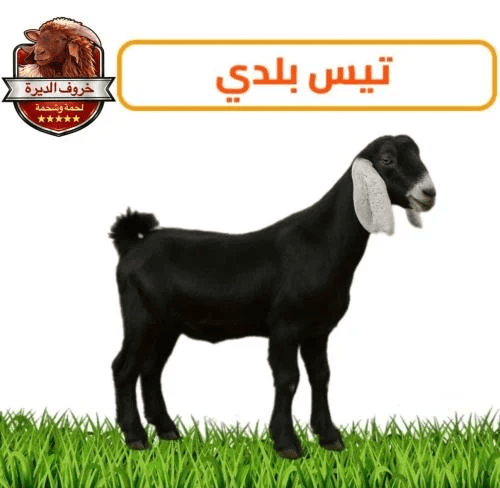 تيس بلدي عارضي لباني